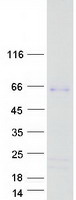 Coomassie blue staining of purified SHE protein