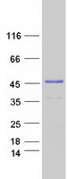 Coomassie blue staining of purified MBNL2 protein