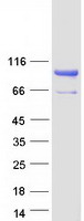protq5vzr2 nutm2g human recombinant protein