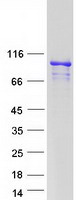 Coomassie blue staining of purified ARMC3 protein