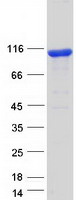 Coomassie blue staining of purified FAM160B1 protein