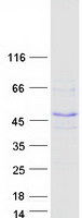 protq5xux1 fbxw9 human recombinant protein