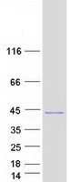 Coomassie blue staining of purified ALS2CL protein