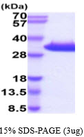 3ug by SDS-PAGE under reducing condition and visualized by coomassie blue stain