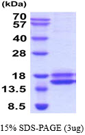 3ug by SDS-PAGE under reducing condition and visualized by coomassie blue stain