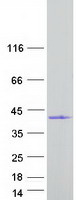 protq63hm9 plcxd3 human recombinant protein