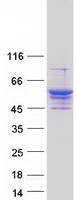 Coomassie blue staining of purified LPCAT4 protein