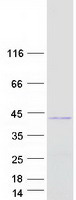 Coomassie blue staining of purified FRG2 protein
