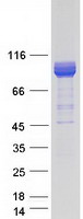 protq684p5 rap1gap2 human recombinant protein
