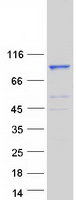 protq68cj6 c8orf80 nuggc human recombinant protein