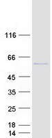 protq68du8 kctd16 human recombinant protein