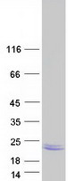 protq68g75 lemd1 human recombinant protein
