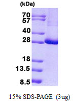 3ug by SDS-PAGE under reducing condition and visualized by coomassie blue stain.
