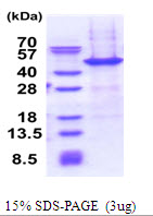 3ug by SDS-PAGE under reducing condition and visualized by coomassie blue stain.