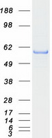 Coomassie blue staining of purified TRIM68 protein