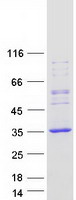 protq6bdi9 rep15 human recombinant protein