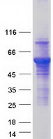 Coomassie blue staining of purified ATL3 protein