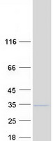 protq6dki1 rpl7l1 human recombinant protein