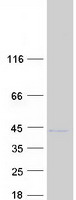 Coomassie blue staining of purified LGALS9C protein