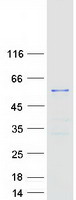 protq6dkk2 ttc19 human recombinant protein