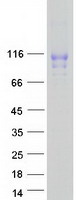 Coomassie blue staining of purified VASN protein