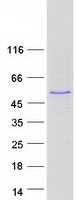 Coomassie blue staining of purified ABLIM2 protein