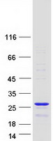 protq6i9y2 thoc7 human recombinant protein