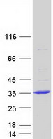 protq6icb4 pheta2 human recombinant protein