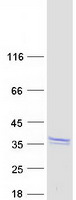 protq6icc9 rtl6 human recombinant protein