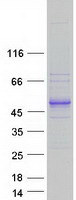 protq6icg6 c22orf9 kiaa0930 human recombinant protein