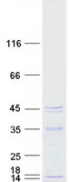 Coomassie blue staining of purified MRM1 protein