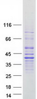 Coomassie blue staining of purified FAM166A protein