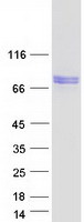 protq6l8q7 pde12 human recombinant protein