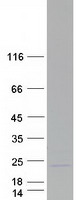 Coomassie blue staining of purified FAM72D protein