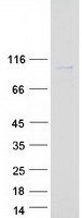 protq6mzw2 fstl4 human recombinant protein