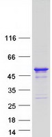 Coomassie blue staining of purified FAM53A protein
