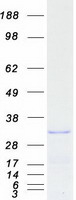 Coomassie blue staining of purified REEP3 protein