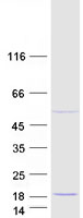 protq6nvv7 c22orf40 cdpf1 human recombinant protein