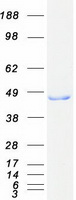 protq6nvy1 hibch human recombinant protein