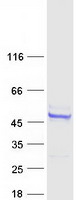protq6nxe6 armc6 human recombinant protein