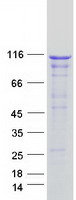 protq6ny19 kank3 human recombinant protein