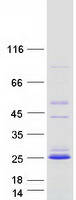 protq6nz36 c1orf86 faap20 human recombinant protein