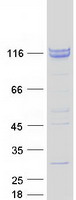 protq6nzy4 zcchc8 human recombinant protein