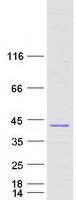 Coomassie blue staining of purified C8orf74 protein