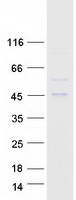 protq6p093 aadacl2 human recombinant protein