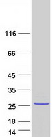 protq6p0a1 fam180b human recombinant protein