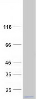 protq6p161 mrpl54 human recombinant protein