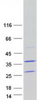 protq6p1n9 cda11 tatdn1 human recombinant protein