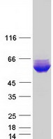 protq6p1r3 msantd2 human recombinant protein