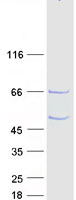 protq6p1w5 c1orf94 human recombinant protein
